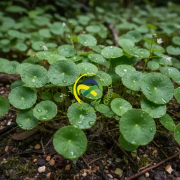 Centella Asiatica Extract