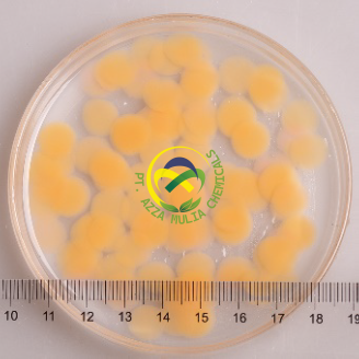 Petals Orange 106S01