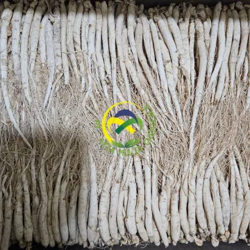 White Ginseng Root